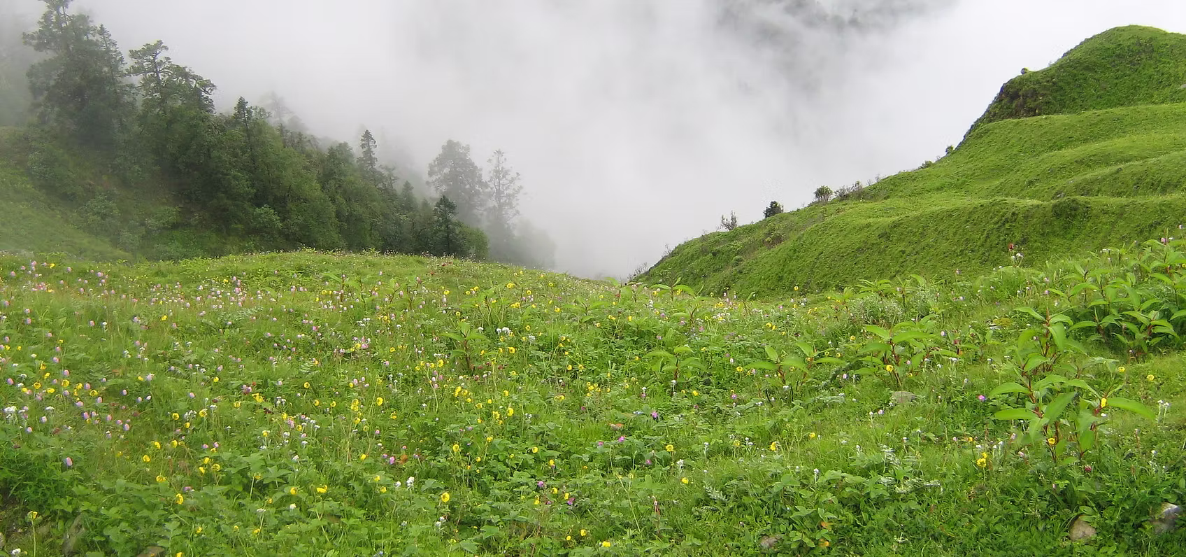 Bedni Bugyal